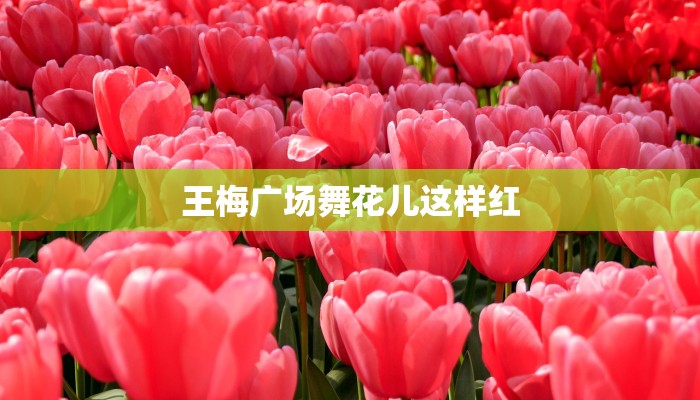 王梅广场舞花儿这样红